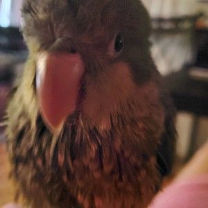 Meet your Posher, Trumpie